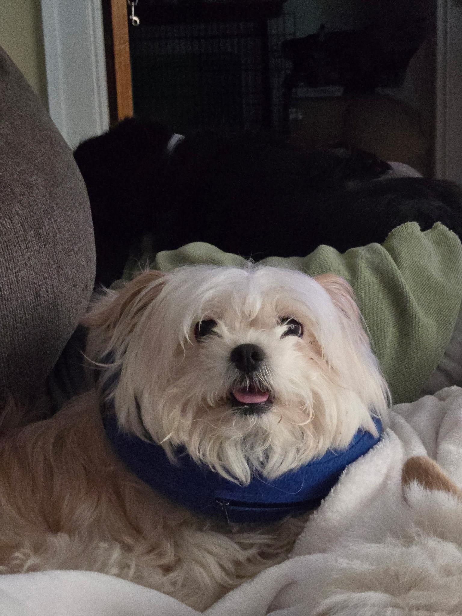 Skye, a ADOPTABLE mixed breed in Delmar, NY image 3/3