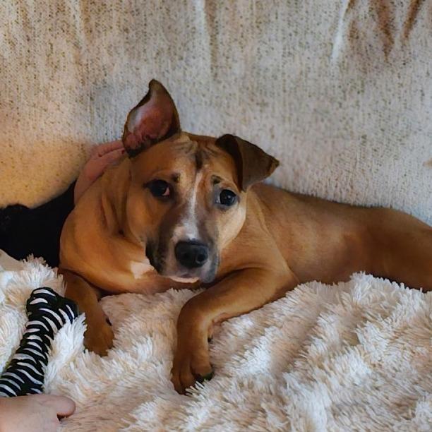 Ezra, a Adoptable Mixed Breed in Newark, NJ image 3/5
