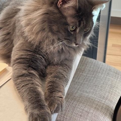 Enlarge Walter, an adopted Domestic Long Hair in Denver, CO image 2/3