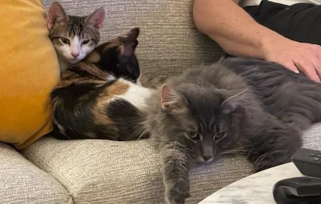 Enlarge Walter, an adopted Domestic Long Hair in Denver, CO image 3/3