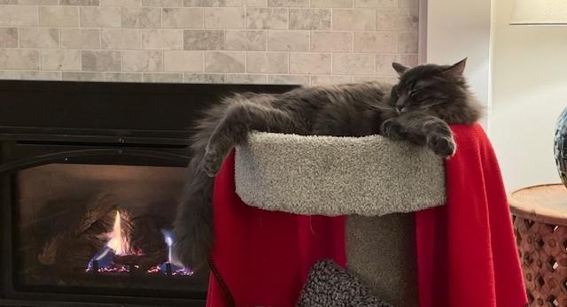 Enlarge Walter, an adopted Domestic Long Hair in Denver, CO image 1/3