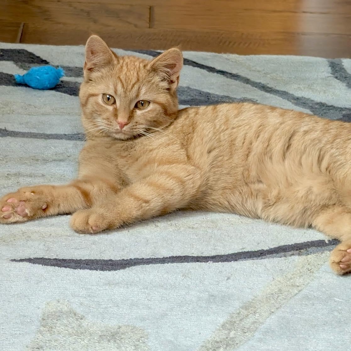 Enlarge Blaze, a ADOPTABLE Domestic Short Hair in Roanoke, VA image 1/2