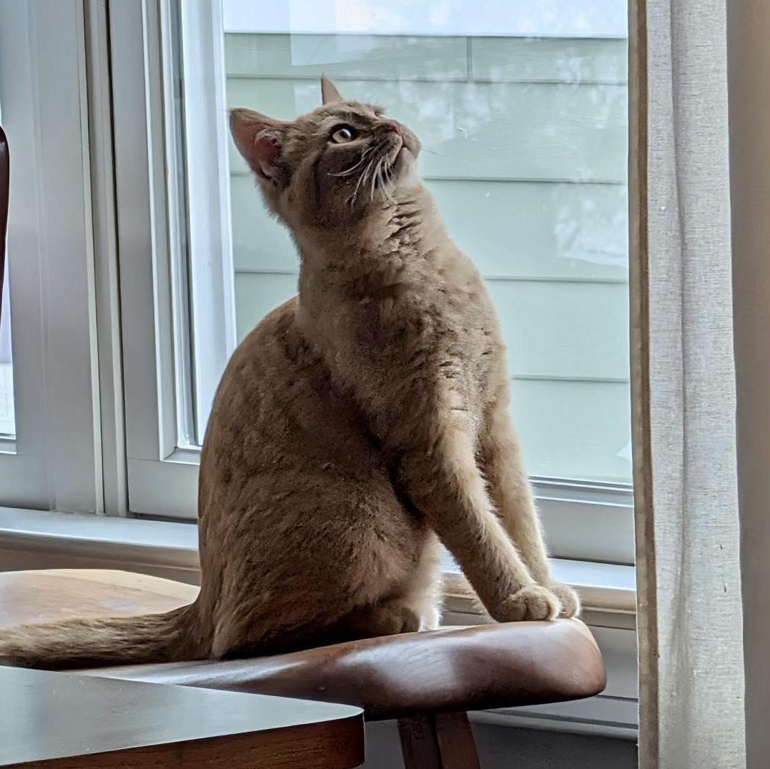 Enlarge Blaze, a ADOPTABLE Domestic Short Hair in Roanoke, VA image 2/2