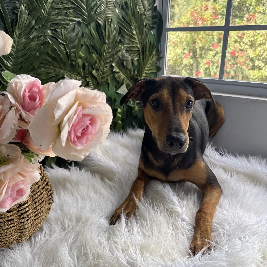 Enlarge Mavis, a Adoptable Black Mouth Cur in Hamilton, ON image 2/2