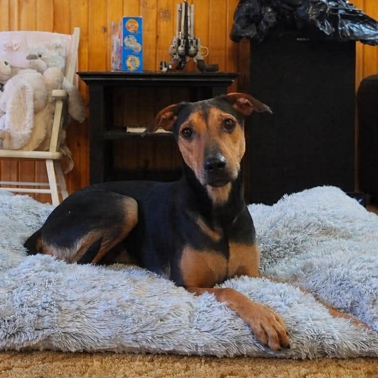 Mavis, Adoptable, Young Female Black Mouth Cur.
