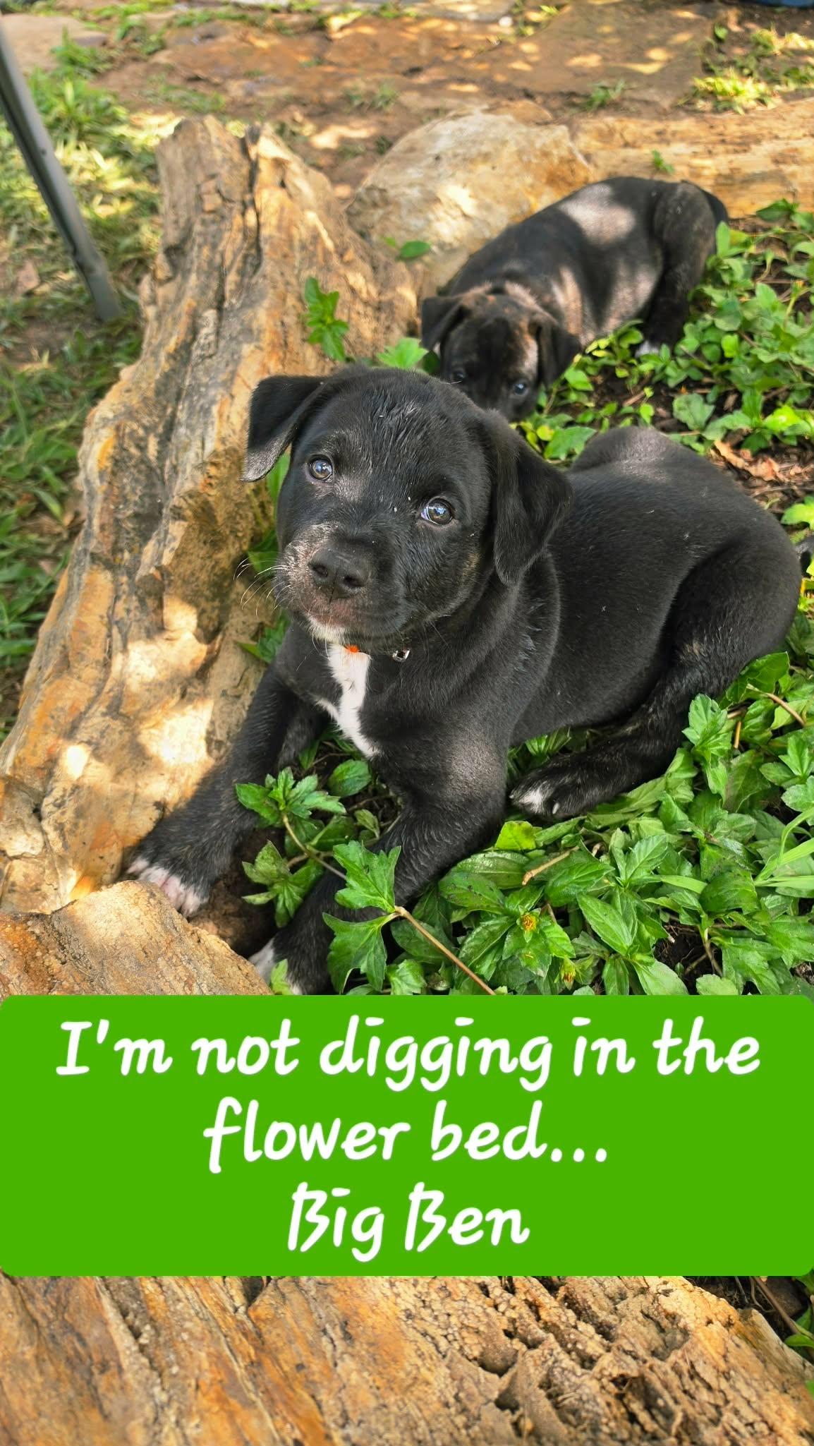Big Bent CS, an adopted Mixed Breed in Columbia, MD image 2/2