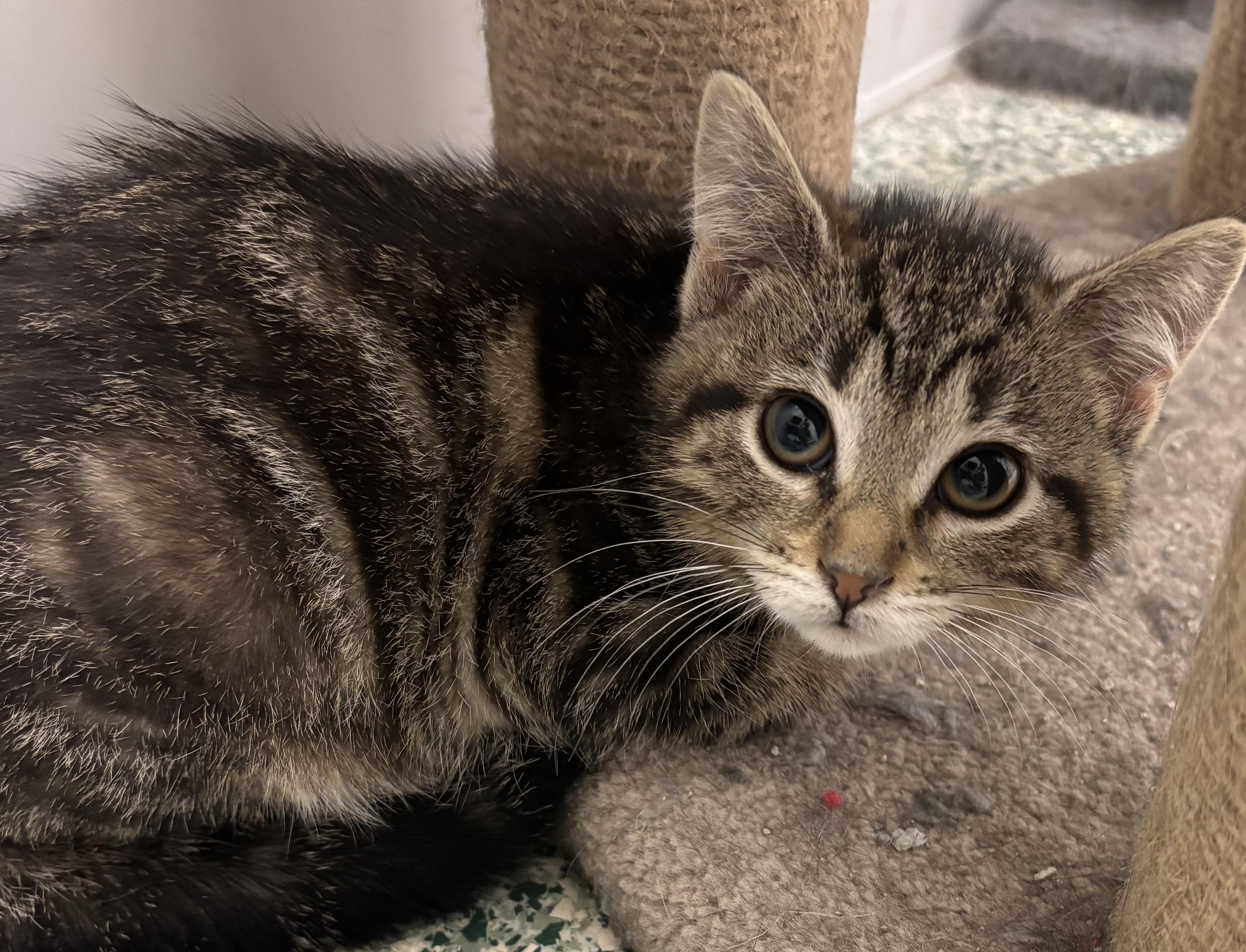 Lisa, Baby Female Domestic Short Hair