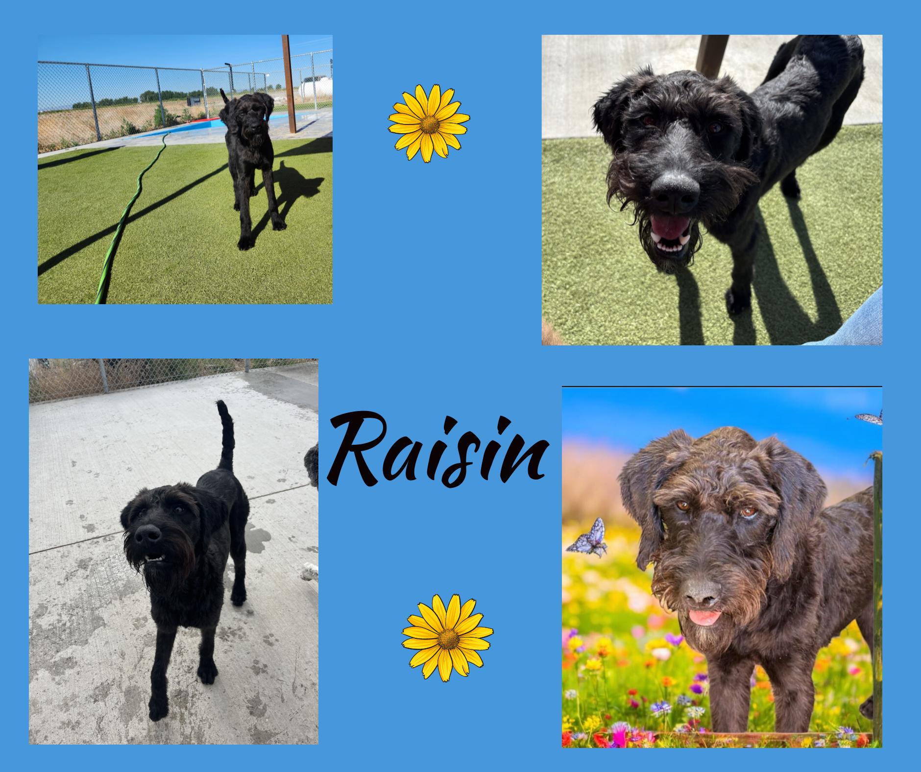 Raisin, Young Male Goldendoodle