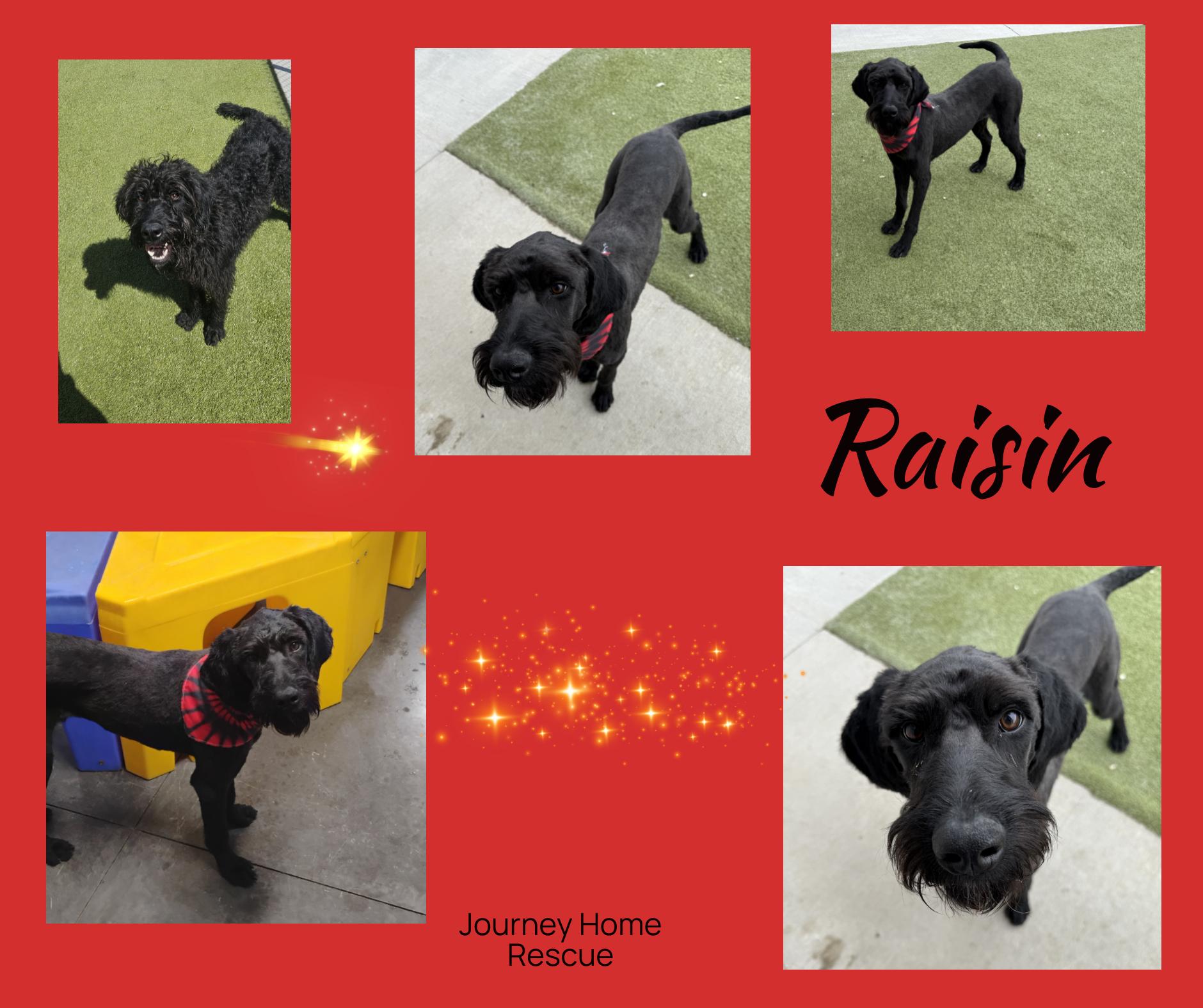 Raisin photo 3