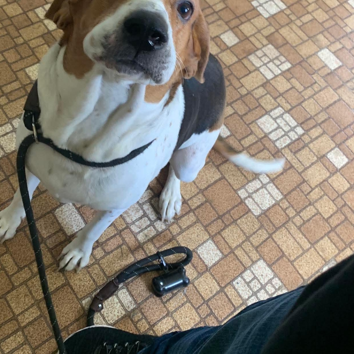 Baby Dog, adopted, Adult Female Treeing Walker Coonhound.