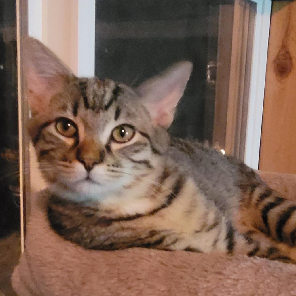 Carson, Adoptable, Kitten Male Domestic Short Hair.
