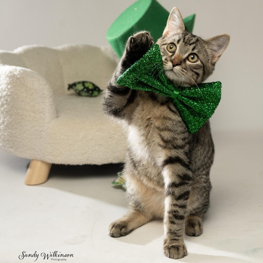 Enlarge Carson, a Adoptable Domestic Short Hair in Tipton, IN image 2/4