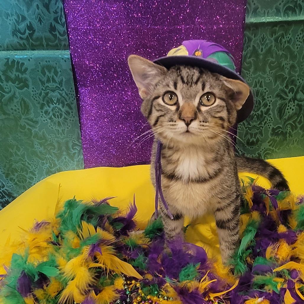 Enlarge Carson, a Adoptable Domestic Short Hair in Tipton, IN image 2/4