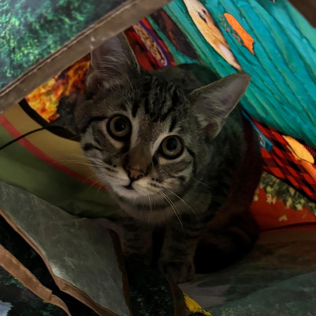 Enlarge Carson, a Adoptable Domestic Short Hair in Tipton, IN image 2/4