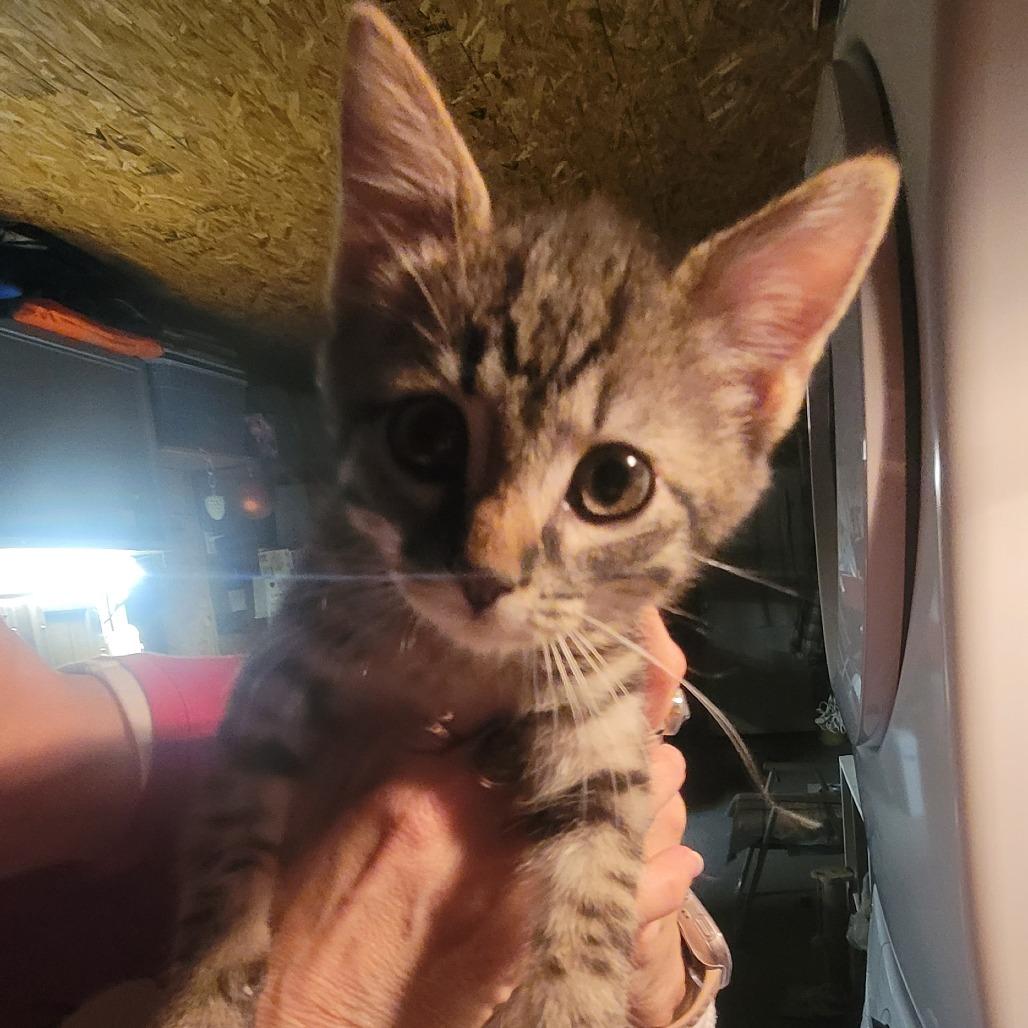 Enlarge Carson, a Adoptable Domestic Short Hair in Tipton, IN image 3/4