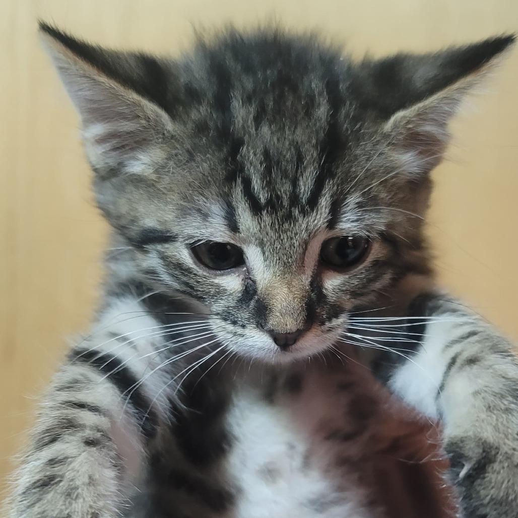 Enlarge Carson, a Adoptable Domestic Short Hair in Tipton, IN image 4/4