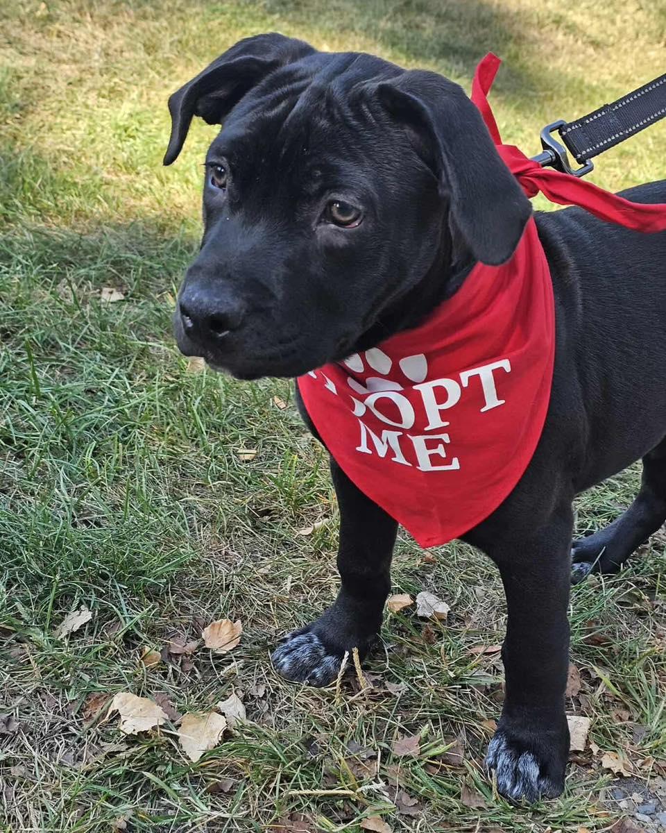Enlarge Magnolia, a Adopted Terrier in Waterloo, IA image 1/3
