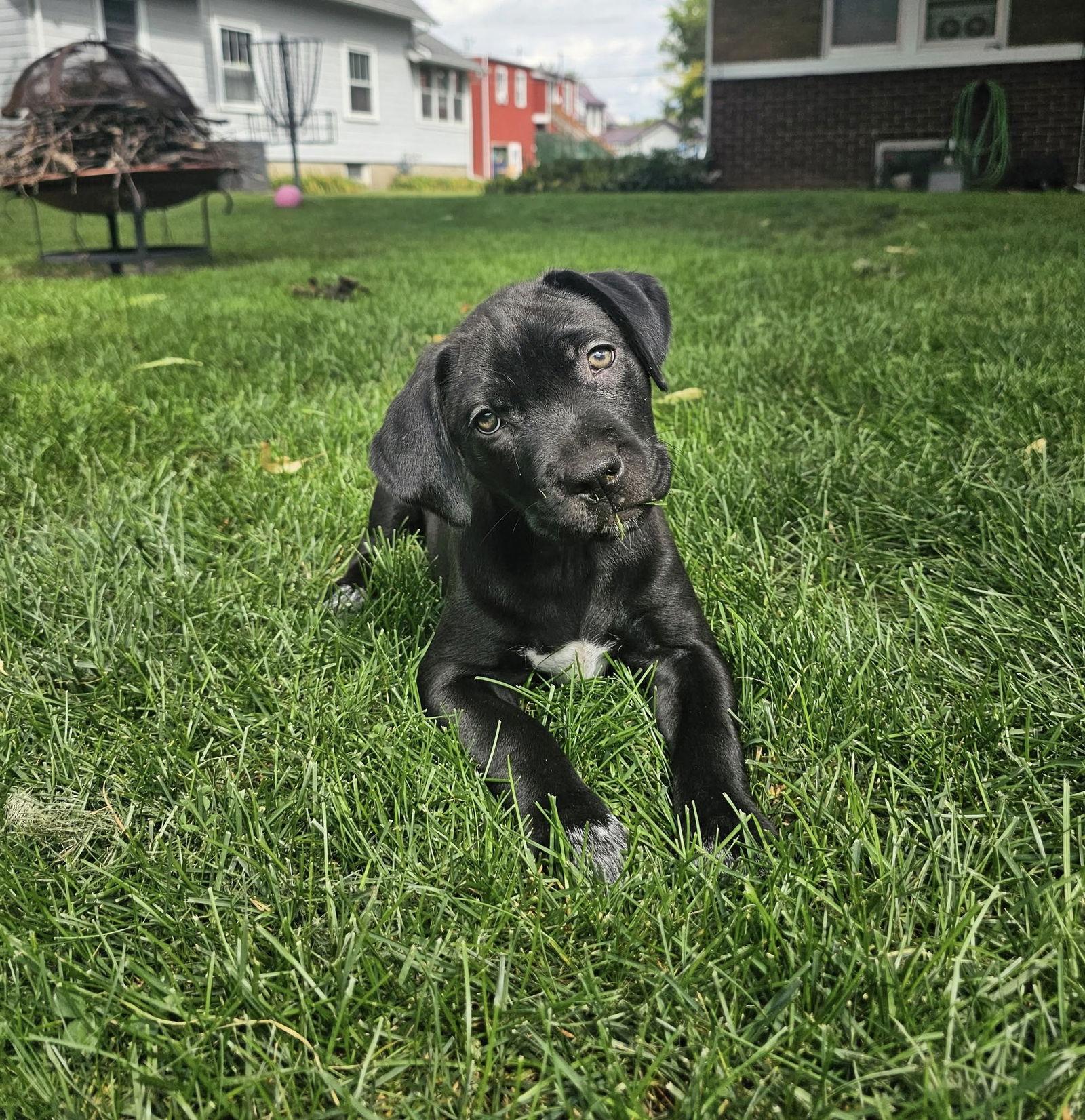 Enlarge Magnolia, a Adopted Terrier in Waterloo, IA image 3/3