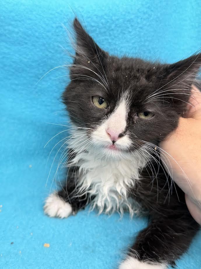 Enlarge Orbit, an adopted Domestic Long Hair in Oakdale, CA image 1/1