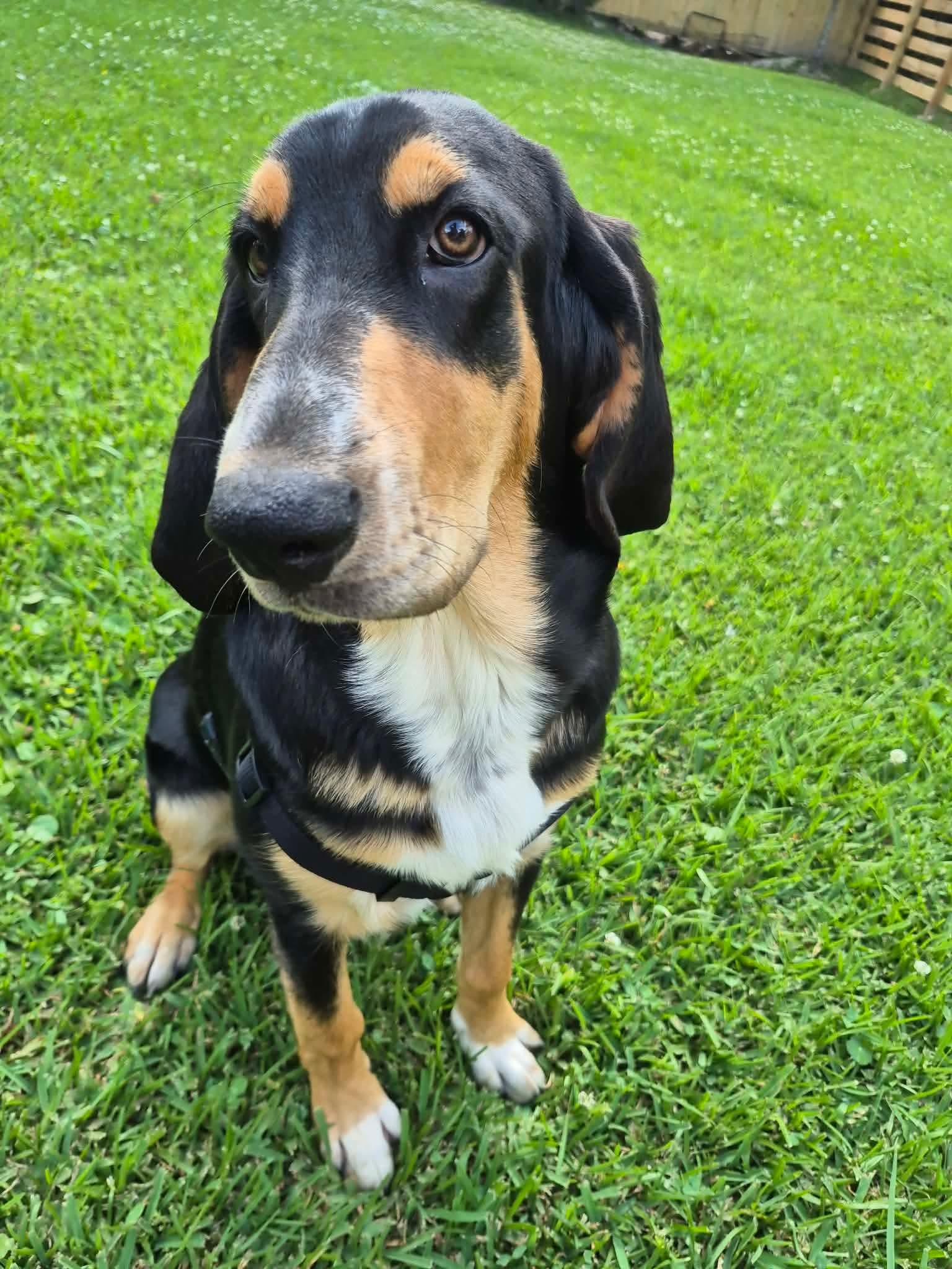 Enlarge Memphis, an adopted Bloodhound in Walker, LA image 3/3