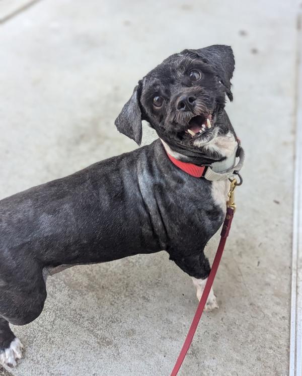 Enlarge Khloe, a Adoptable mixed breed in Santa Rosa, CA image 4/6