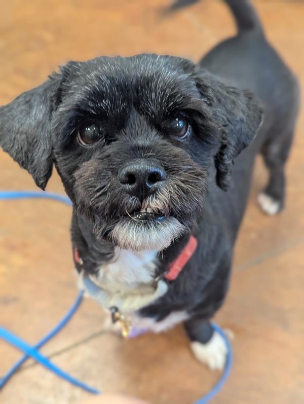 Enlarge Khloe, a Adoptable mixed breed in Santa Rosa, CA image 6/6