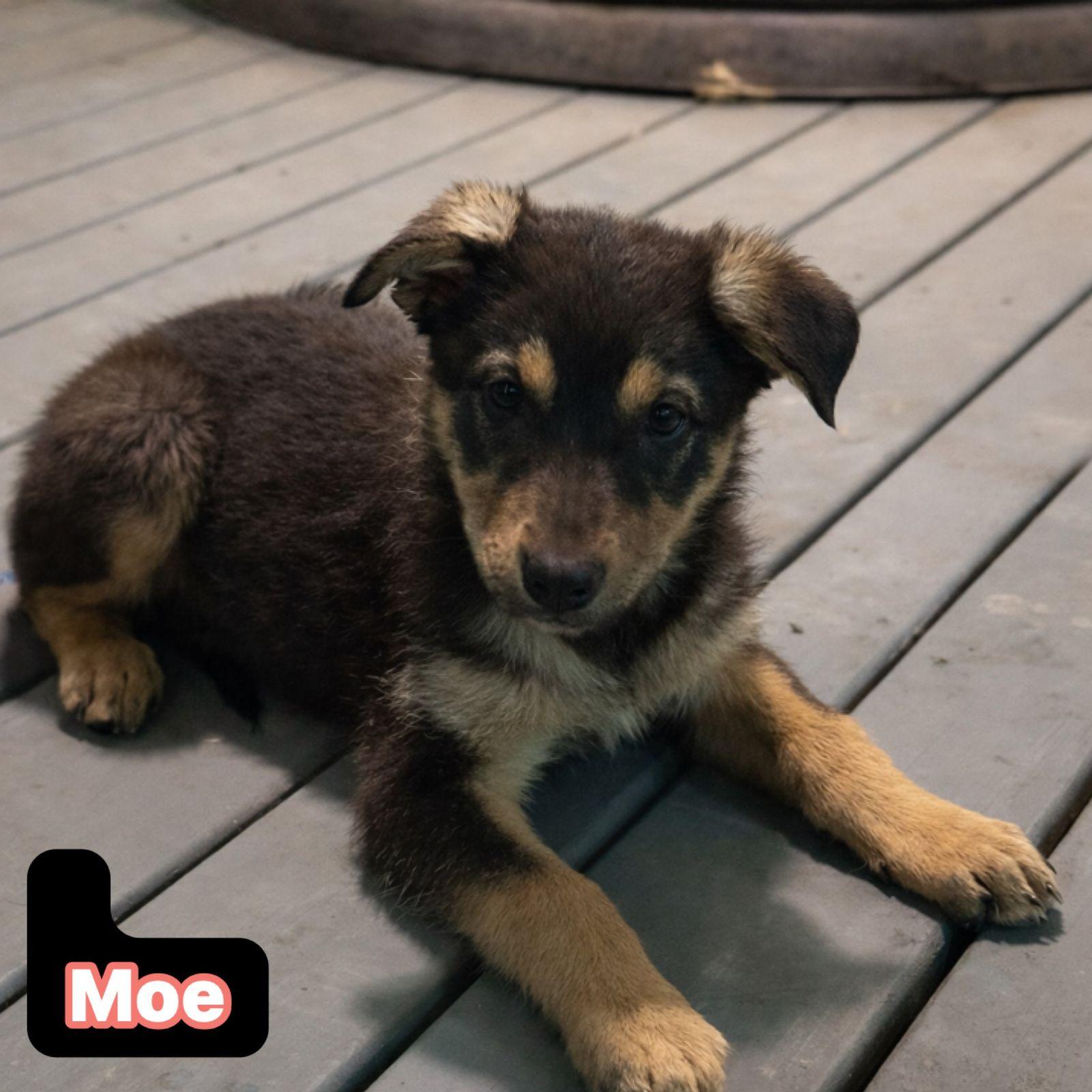 Enlarge Moe (San Antonio), a Adoptable German Shepherd Dog in Austin, TX image 2/4