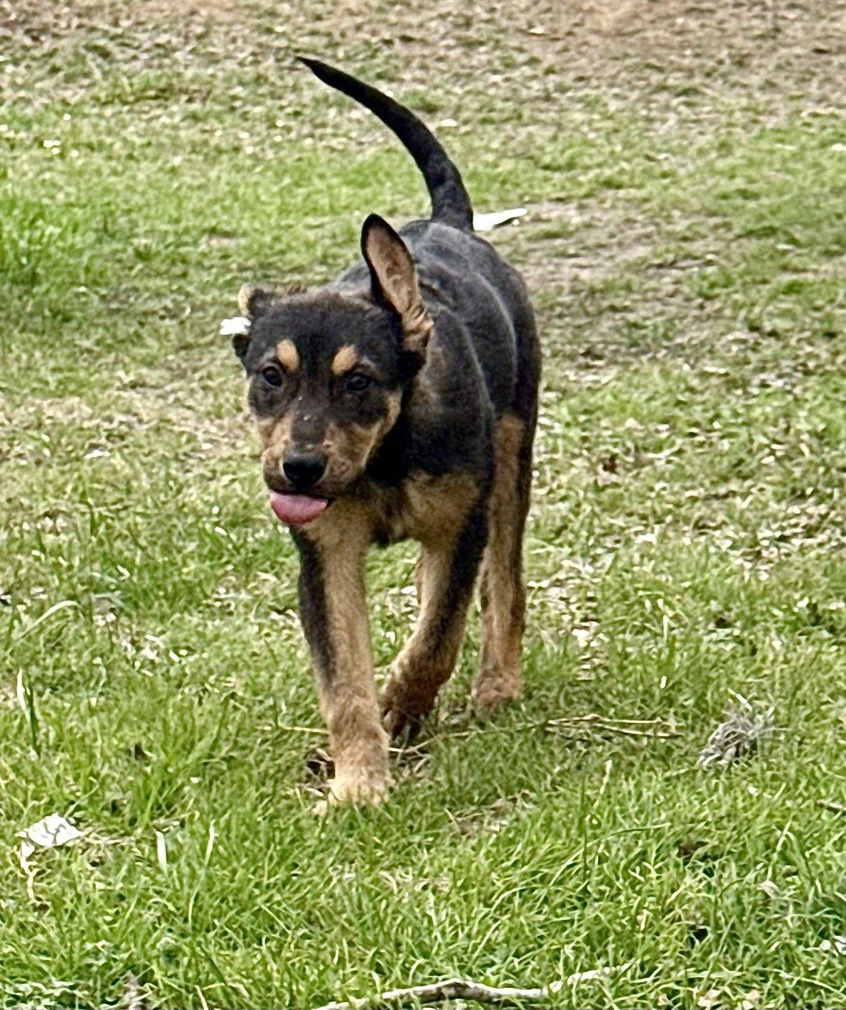 Enlarge Moe (San Antonio), a Adoptable German Shepherd Dog in Austin, TX image 3/4