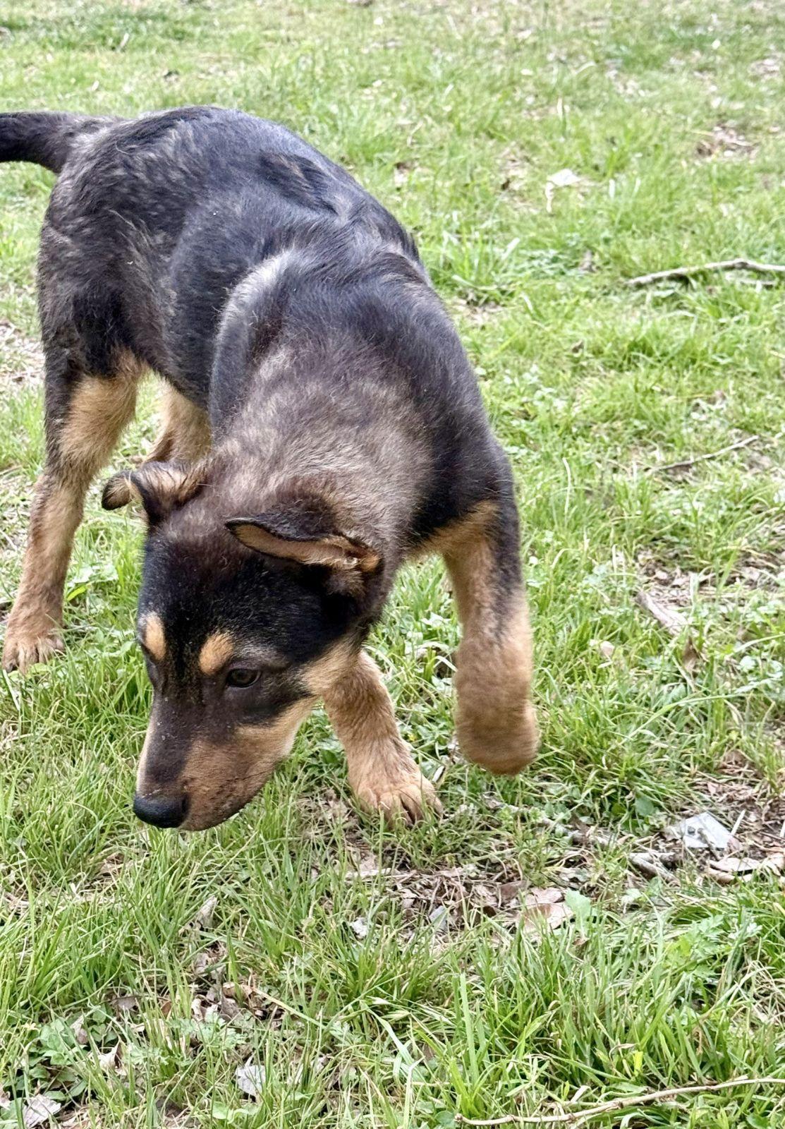 Enlarge Moe (San Antonio), a Adoptable German Shepherd Dog in Austin, TX image 4/4
