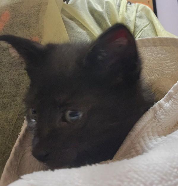 Sorvanea, Adoptable, Kitten Female Domestic Short Hair.