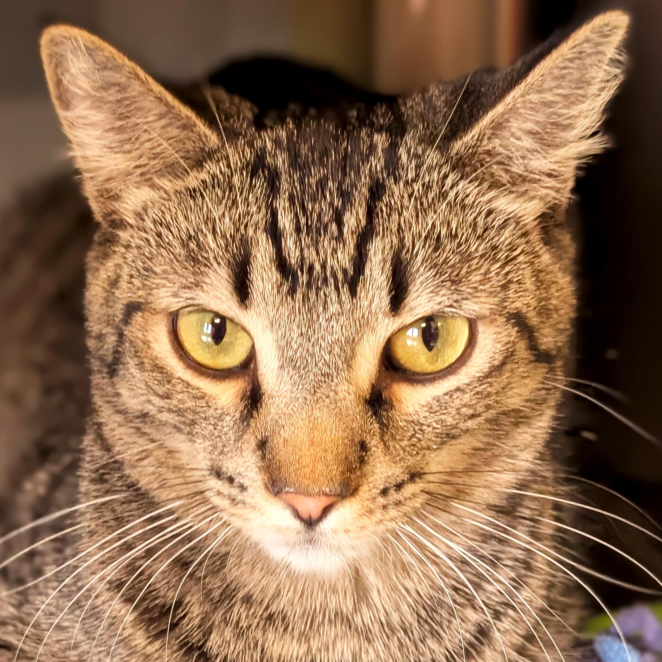 Enlarge Archie - Reduced Fee!, a ADOPTABLE Domestic Short Hair in Jefferson, WI image 1/2
