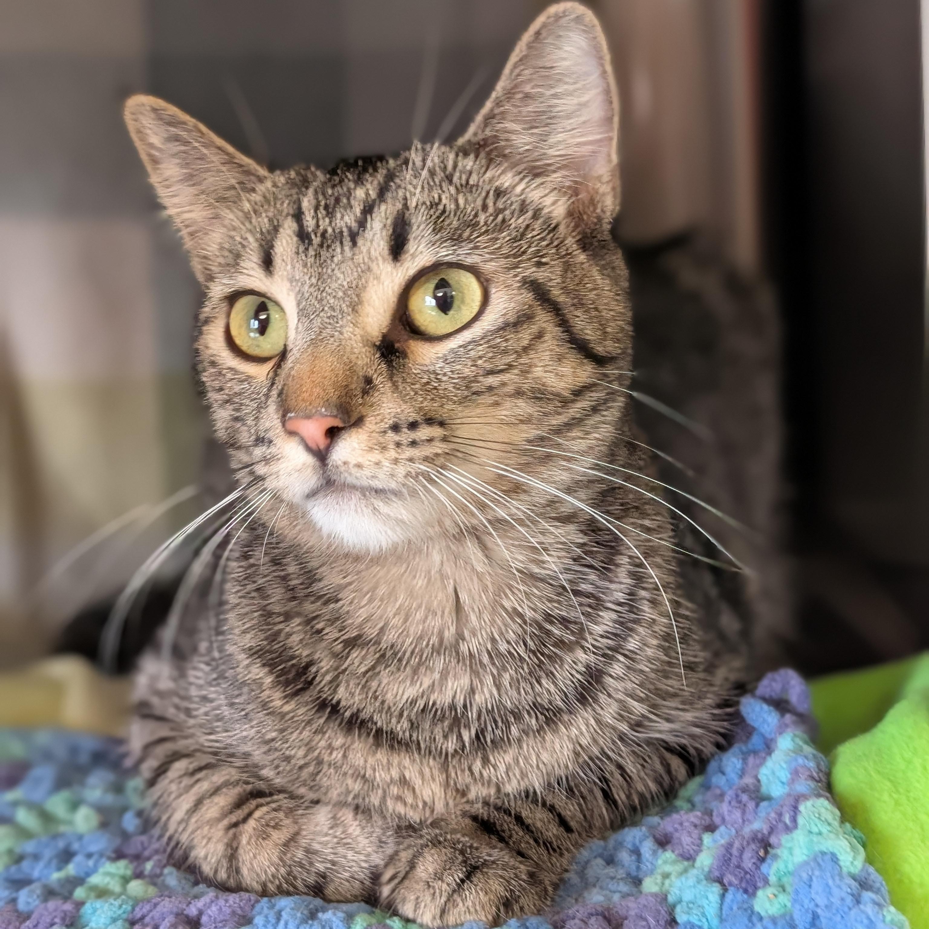 Enlarge Archie - Reduced Fee!, a ADOPTABLE Domestic Short Hair in Jefferson, WI image 2/2