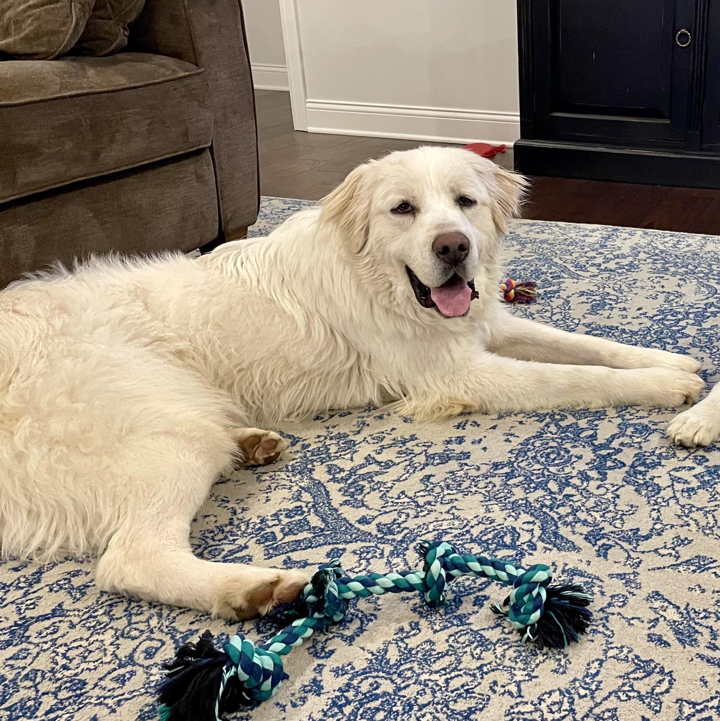 Toro- Young- Foster Needed, a Adoptable Great Pyrenees in Indianapolis, IN image 6/6