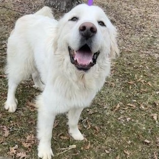 Toro- Young- Foster Needed, a Adoptable Great Pyrenees in Indianapolis, IN image 1/6