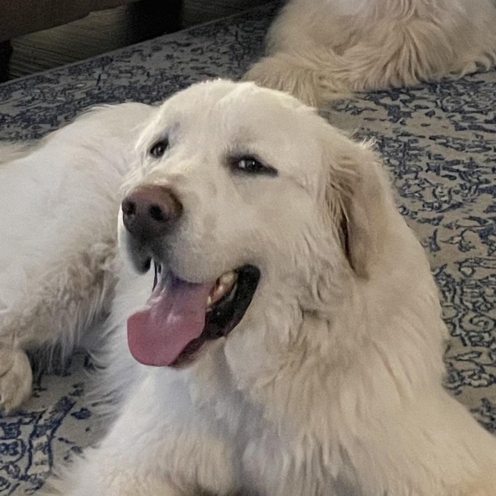 Toro- Young- Foster Needed, a Adoptable Great Pyrenees in Indianapolis, IN image 2/6