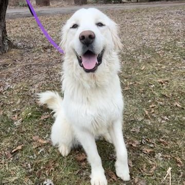 Toro- Young- Foster Needed, a Adoptable Great Pyrenees in Indianapolis, IN image 3/6
