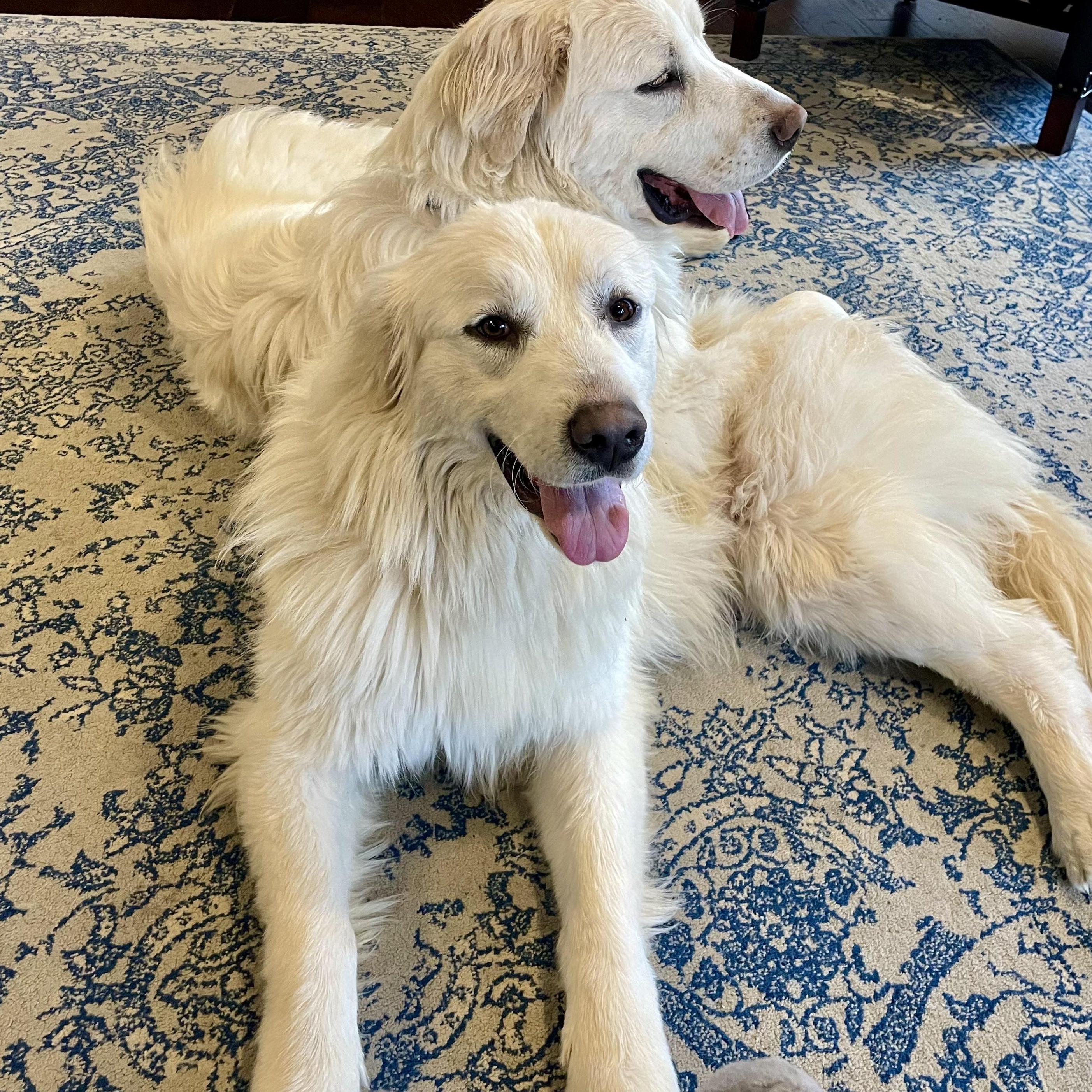 Toro- Young- Foster Needed, a Adoptable Great Pyrenees in Indianapolis, IN image 4/6