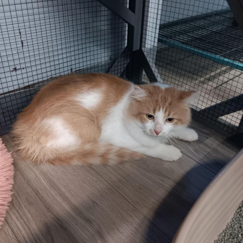 Enlarge Chucky Monkey Ghost, a Adoptable Domestic Long Hair in St. Louis, MO image 1/1