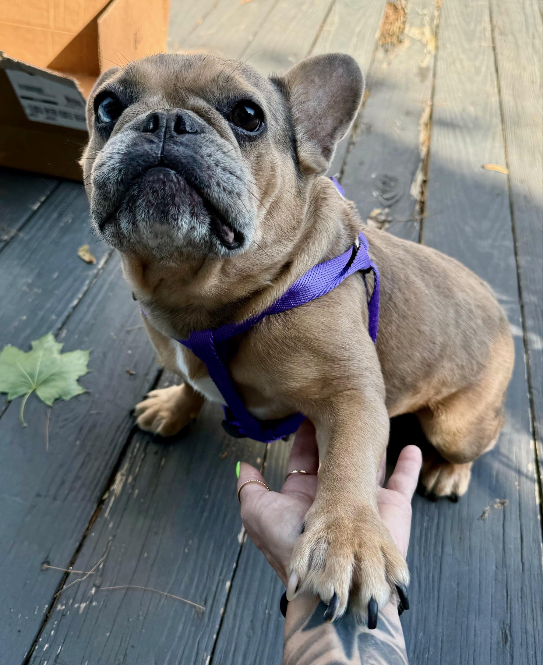 COURTESY POST FOR WASA - Chanel, a ADOPTABLE French Bulldog in Westport, CT image 3/4
