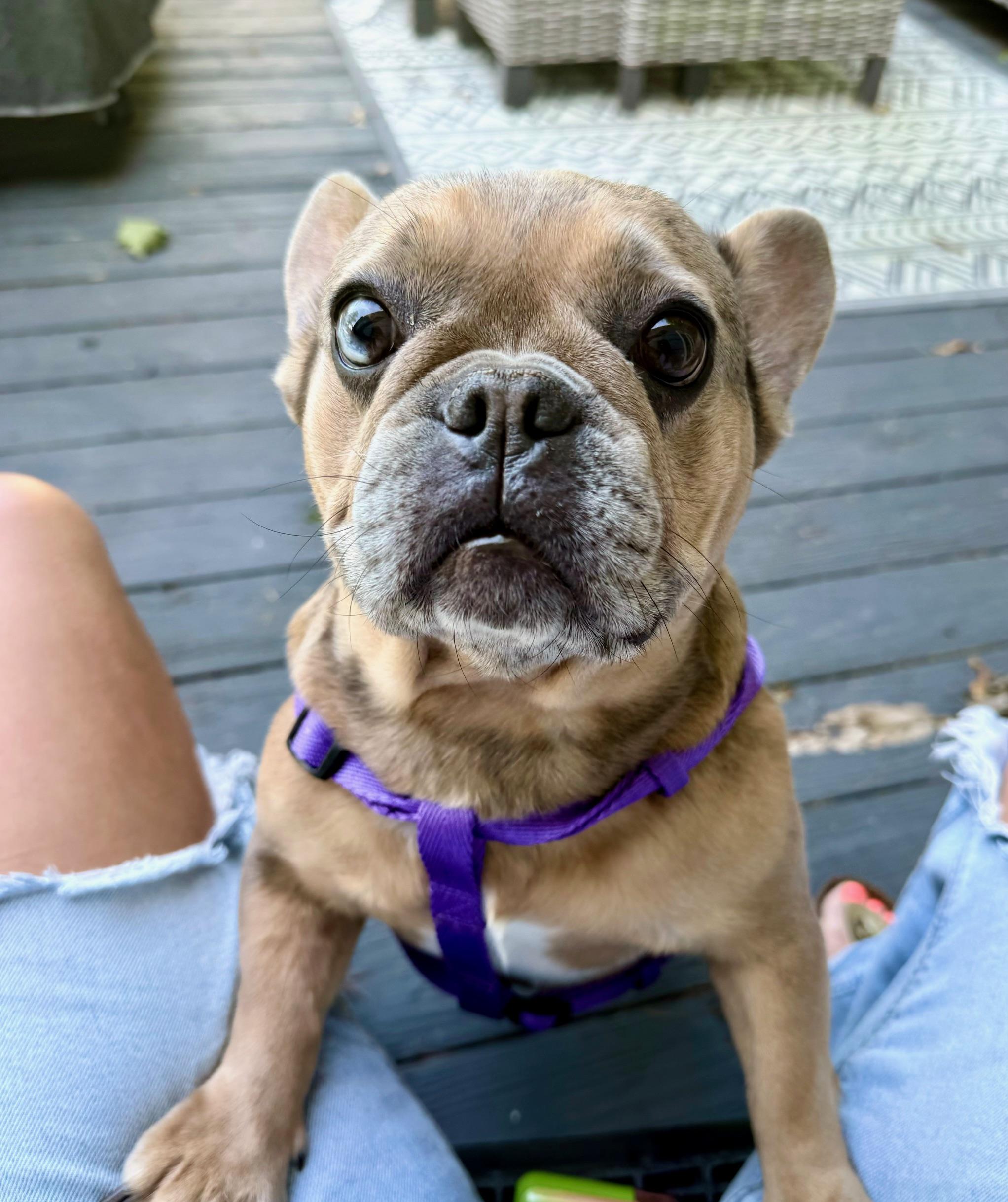 COURTESY POST FOR WASA - Chanel, ADOPTABLE, Adult Female French Bulldog.