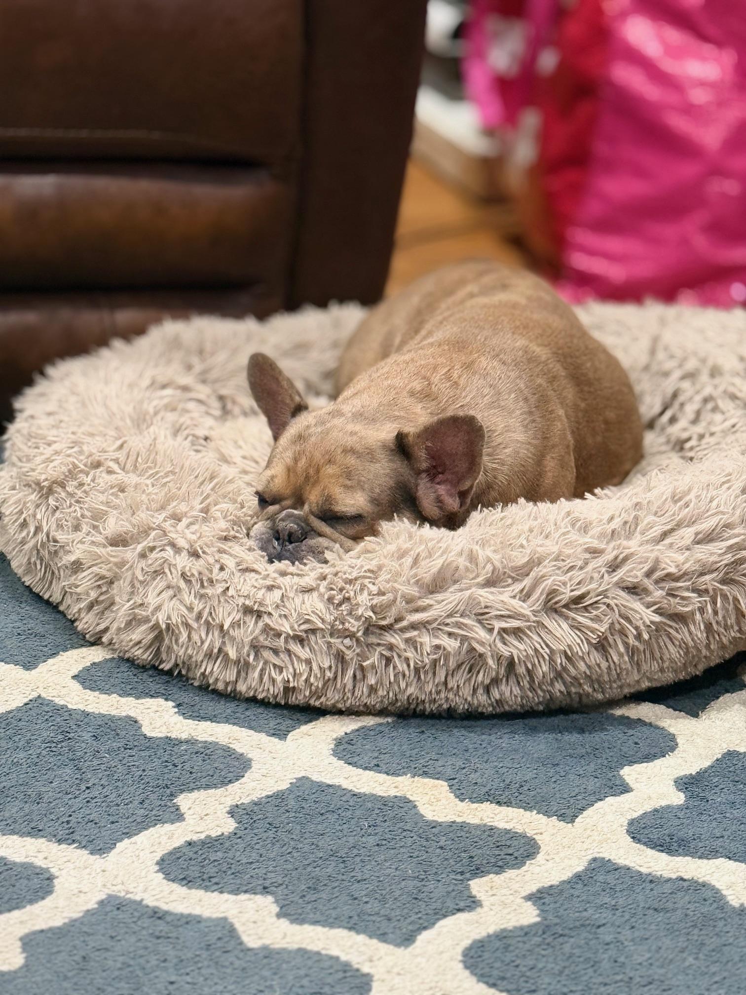 COURTESY POST FOR WASA - Chanel, a ADOPTABLE French Bulldog in Westport, CT image 4/4