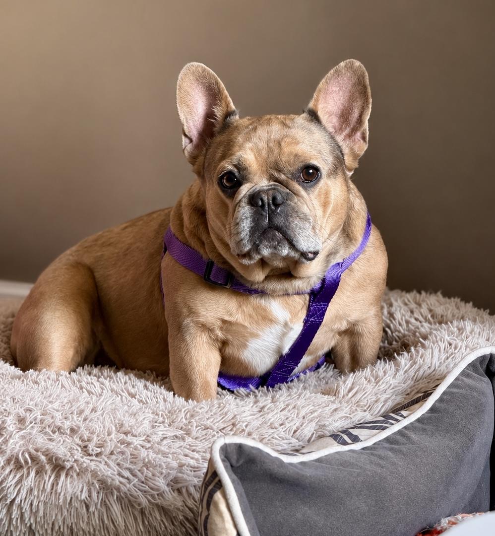 COURTESY POST FOR WASA - Chanel, a ADOPTABLE French Bulldog in Westport, CT image 2/4