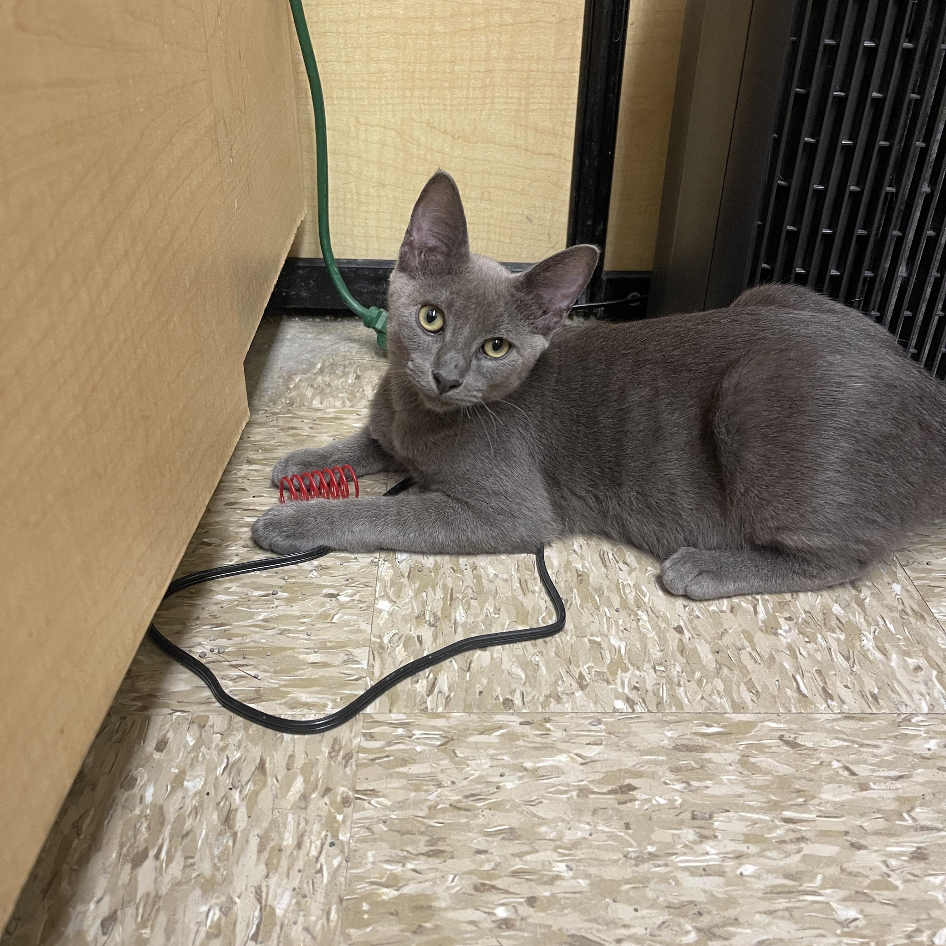Winky, Adoptable, Young Female Domestic Short Hair.