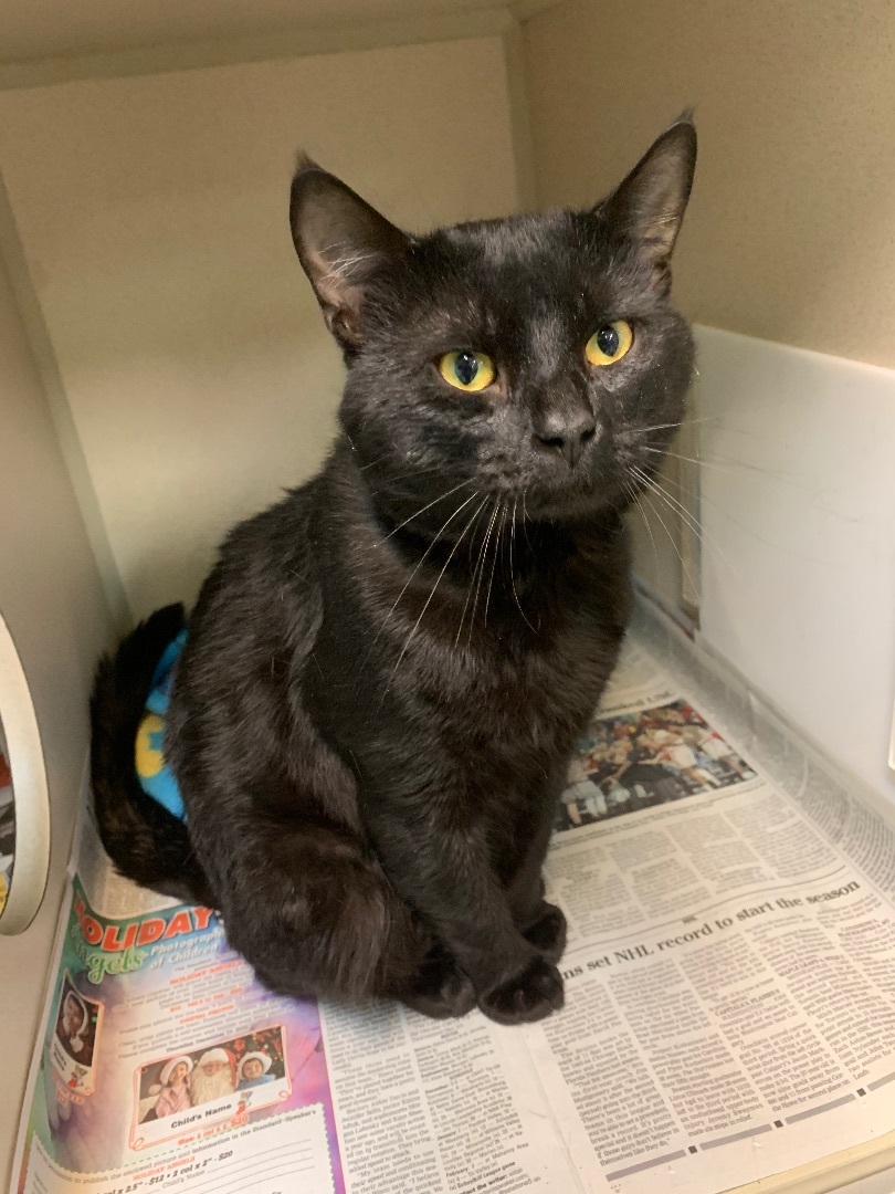 Snap Dragon, a Adoptable Domestic Long Hair in Pottsville, PA image 1/2