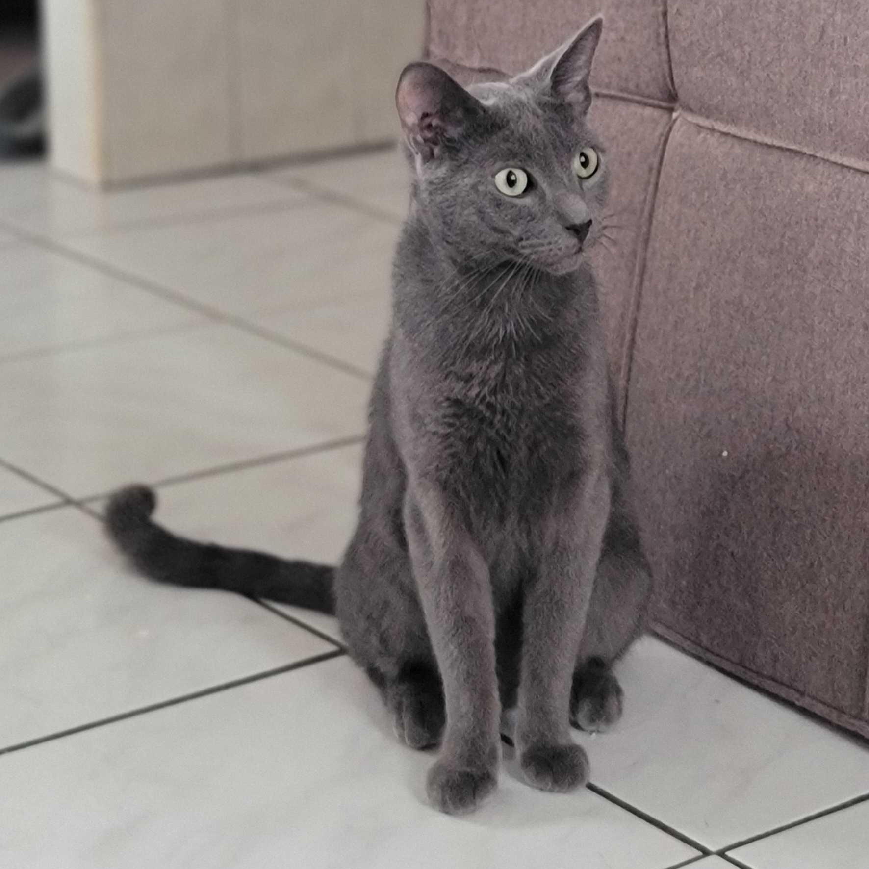 Berlin, a Adoptable Domestic Short Hair in Florham Park, NJ image 2/5