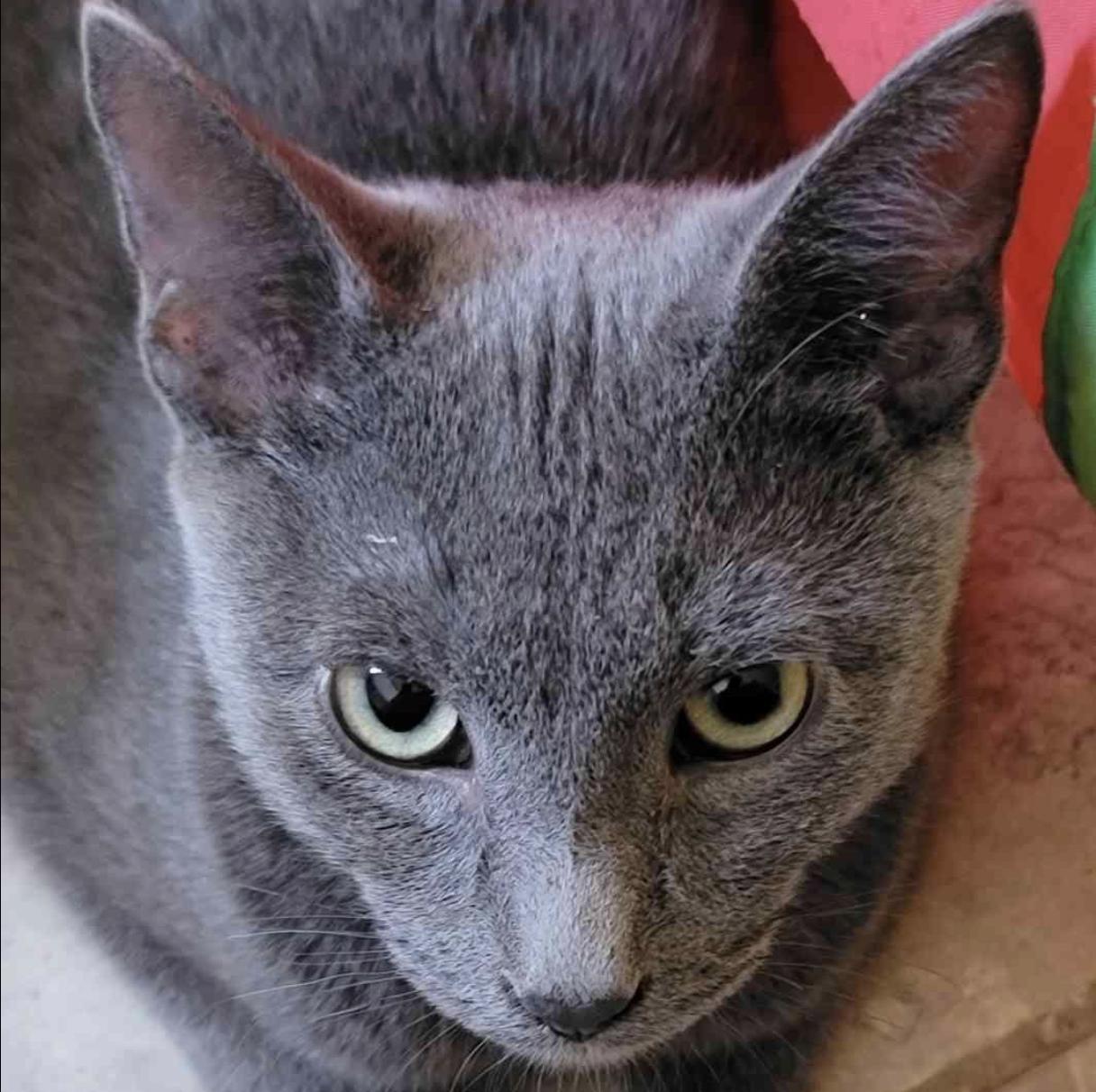 Berlin, a Adoptable Domestic Short Hair in Florham Park, NJ image 5/5