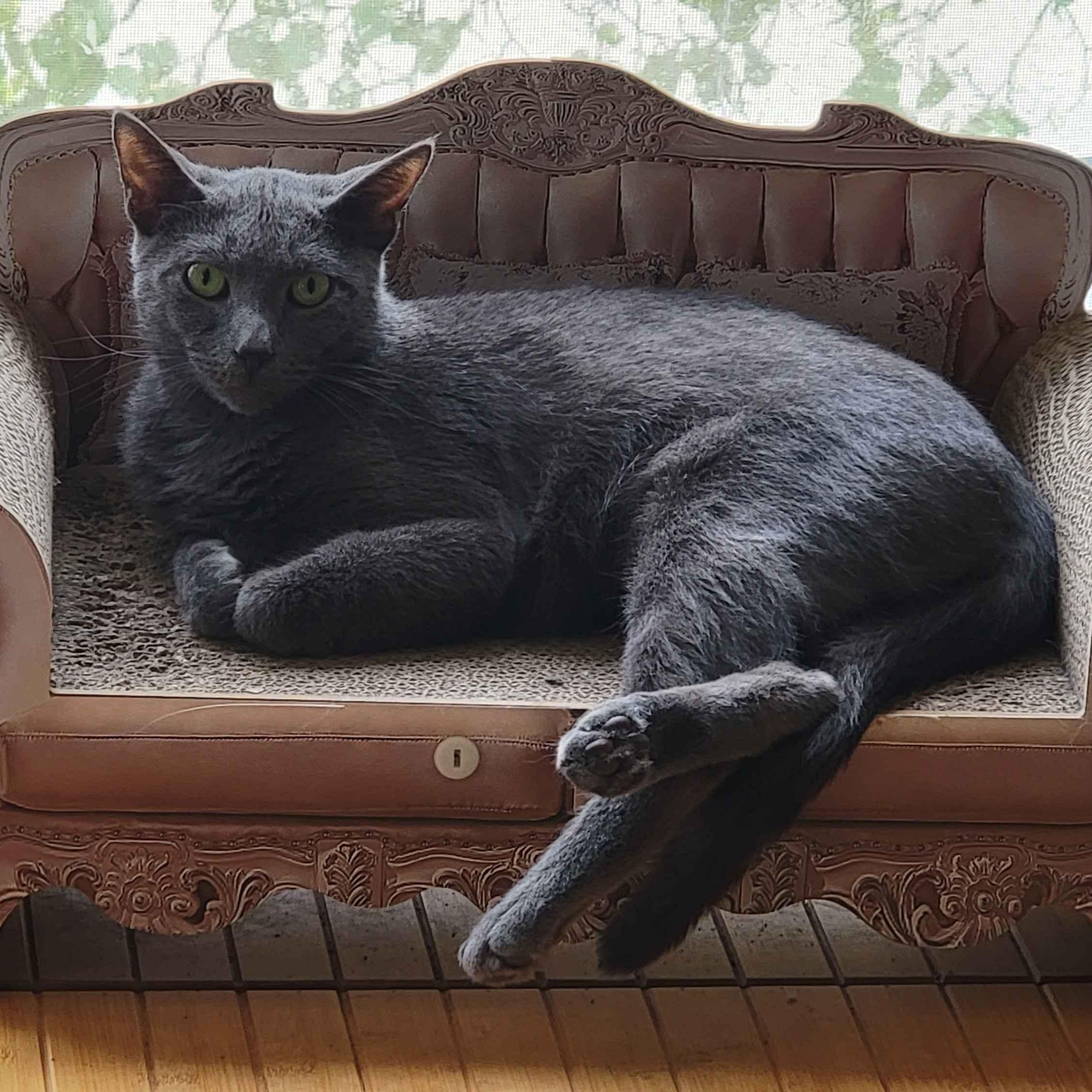 Berlin, Adoptable, Adult Male Domestic Short Hair.