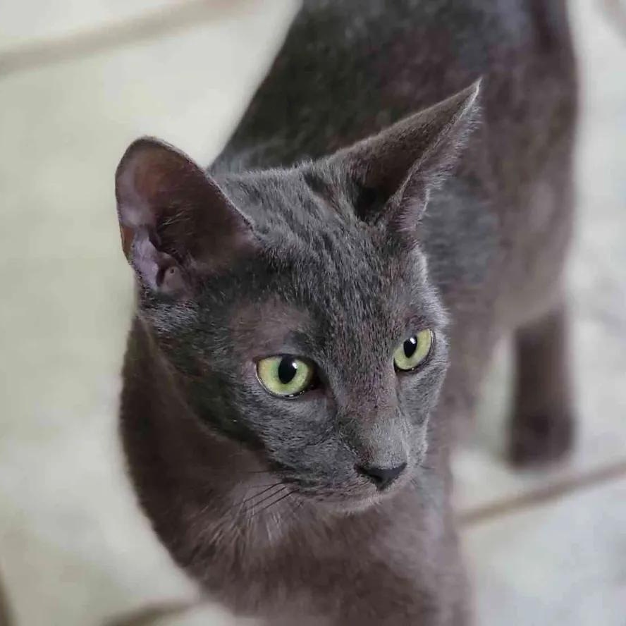 Berlin, a Adoptable Domestic Short Hair in Florham Park, NJ image 4/5