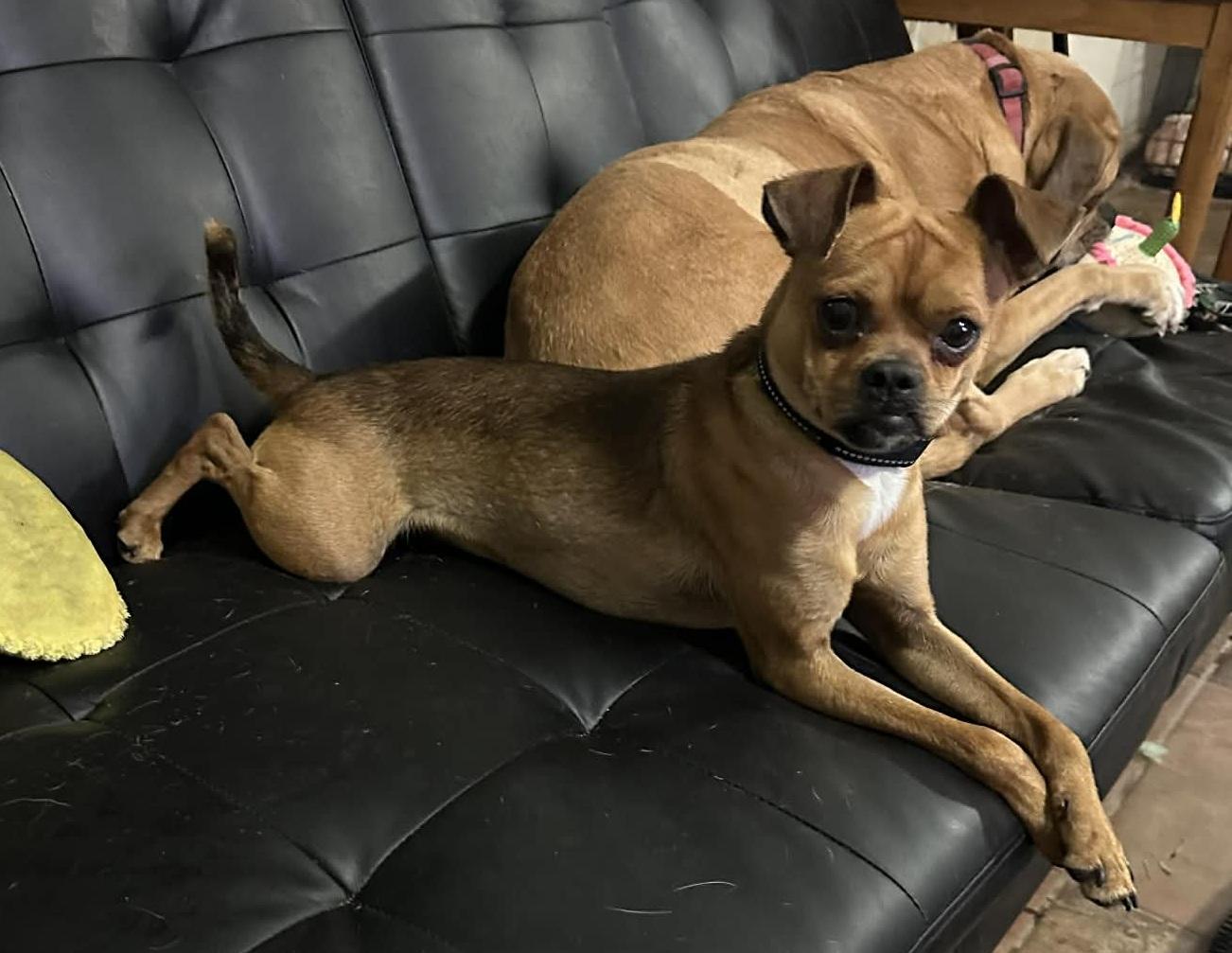 Enlarge Puglsey, a ADOPTABLE mixed breed in Temple, TX image 4/5