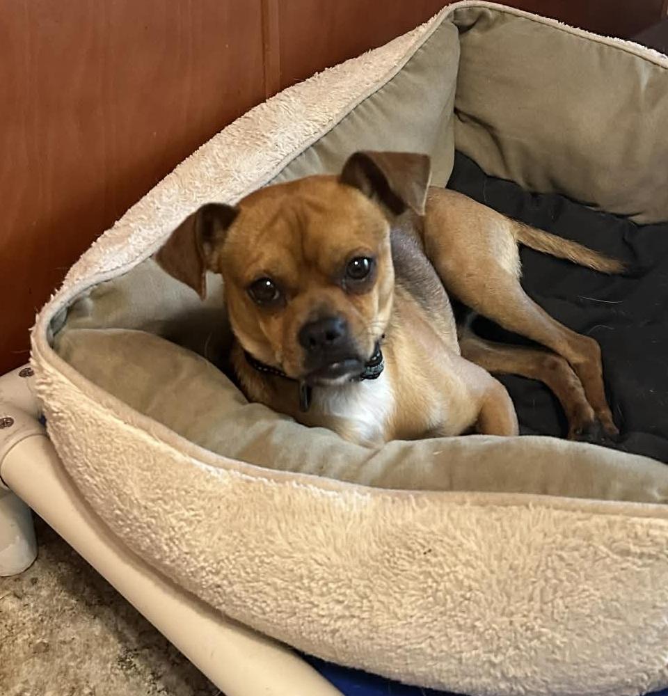 Enlarge Puglsey, a ADOPTABLE mixed breed in Temple, TX image 5/5